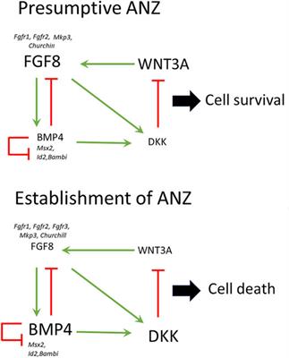 Activation of the WNT-BMP-FGF Regulatory Network Induces the Onset of Cell Death in Anterior Mesodermal Cells to Establish the ANZ